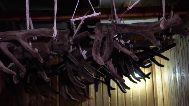 A cinematic close-up shot with shallow depth of field shifting focus along velvet maral deer antlers hanging to dry in a remote Altai workshop.