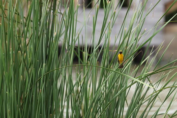 Small Yellow Weaver Bird Perched on Tall Green Reeds © blueringmedia