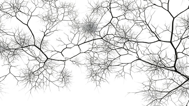Abstract pattern of bare tree branches against a bright white background, top down view