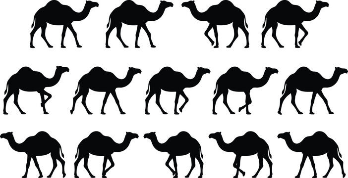 Camel walking sequence vector silhouette, desert animal icon set, dromedary walking animation pose, caravan silhouette design