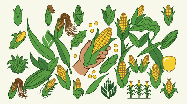 Vintage corn illustration set, hand drawn maize vegetable icons, organic farm agriculture vector elements for food packaging and branding