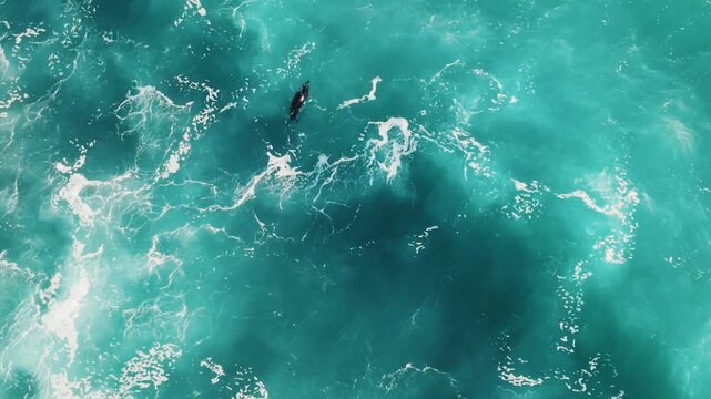 Aerial view of a seal swimming in turquoise ocean water with white sea foam in Cornwall, England, United Kingdom.