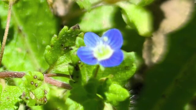 Blue and tiny flower seen since close