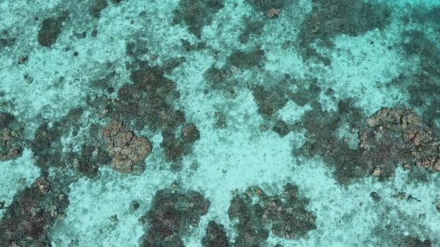 Aerial view of vibrant coral reef formations beneath clear turquoise water in Kudahuvadhoo, Dhaalu Atoll, Maldives.
