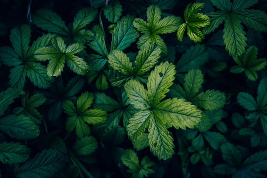 A close up of Creeping cinquefoil leaves