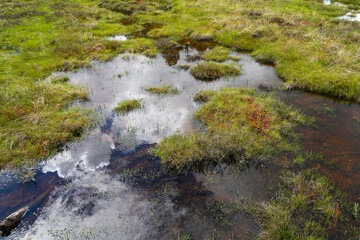 Fototapeta premium Reflective Peatland Pools and Brooks in Dunika Swamp Wetland Landscape Latvia Nature Reserve View