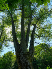 Fototapeta premium Majestic Multi Trunk Tree with Lush Green Canopy in Sunlit Forest During Summer Daylight Scene