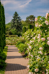 Fototapeta premium Blooming roses line a sunny pathway through a vibrant garden in mid-summer warmth