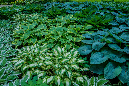 Lush garden filled with vibrant hostas showcasing shapes and colors under sunlight