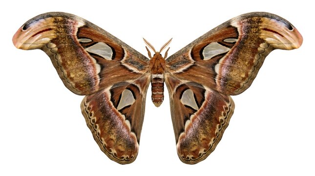 Atlas Moth Attacus Atlas Isolated on White Background Detailed Macro View