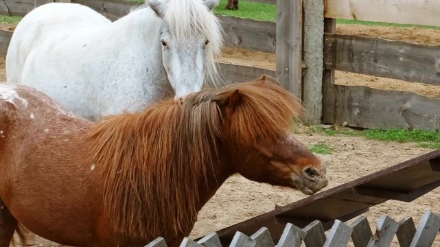 Funny neighing horse. Two miniature horses brown and white, standing in a paddock near a feeding trough behind wooden fence. Animals behavior. Livestock farm. Humor concept. High quality 4K footage.