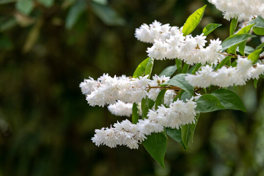 Deutzia scabra or Fuzzy Deutzia branch, ornamental shrub with beautiful white flowers in the park. Close-up