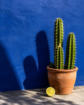 Minimalist exotic mexican casa with vibrant indigo blue wall and green cactus casting sharp shadow with lime slice