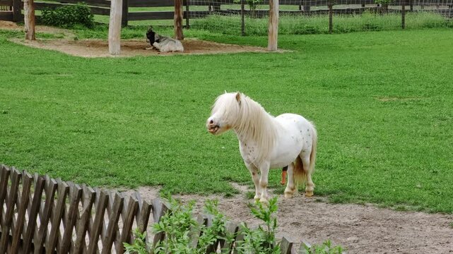 A small white horse with long forelock and erected penis stands in a grassy field, grazing on the green grass with a wooden fence visible in the foreground. Chewing the cud. High quality 4K footage.
