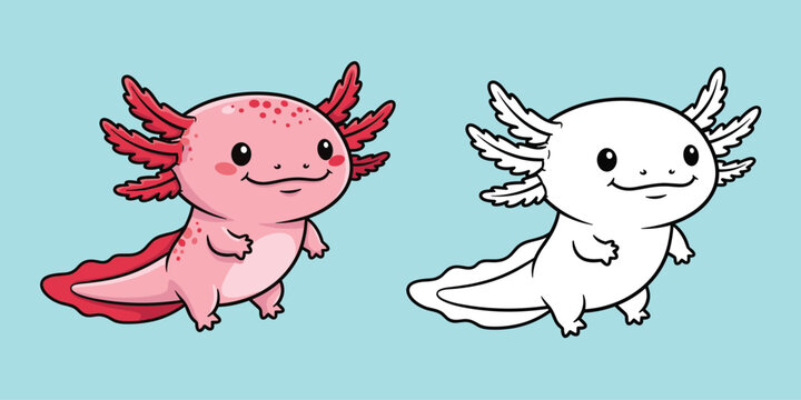 Two axolotls a pink colored version and a line art version are depicted in a flat vector illustration axolotl ambystoma mexicanum