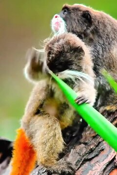 emperor tamarin white mustache make them unique 