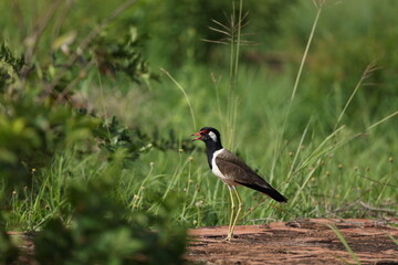 Red-Wattled Lapwing Standing on Ancient Stone Ruins in Thailand © blueringmedia