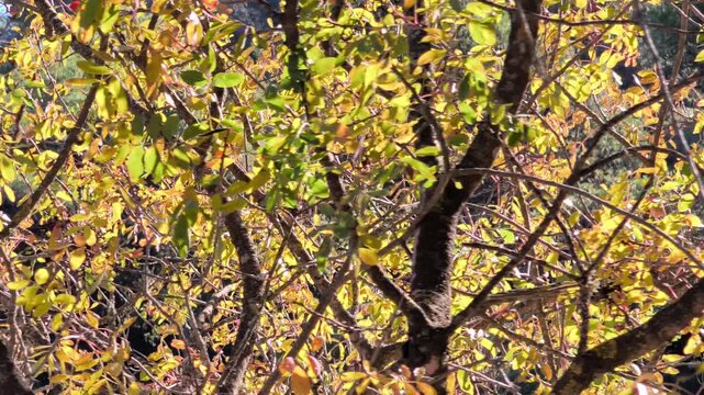 Curious trree with yellow leafes
