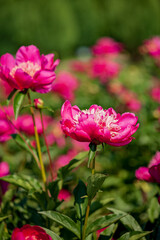 Obraz premium Vibrant peonies bloom in a sunny garden, showcasing nature's beauty in brilliant pink hues