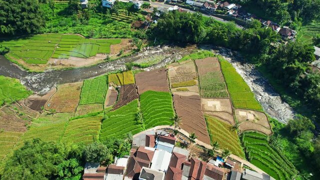 Aerial drone footage from above from Selorejo area, Ngantang area, Malang recency, Java island, Indonesia, with many agricultural fields, a wild river, rice fields and a village and farmers