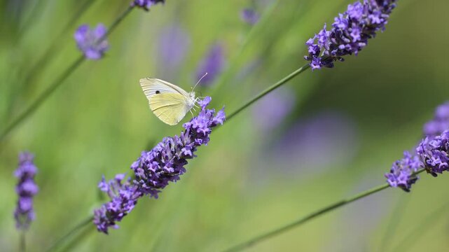 Large White Butterfly feeding the nectar of Lavender in summer in a domestic garden and flying away. Pieris brassicae, Lavandula sp, Indre-et-Loire 37, r&eacute;gion Centre-Val de Loire, France, Europe