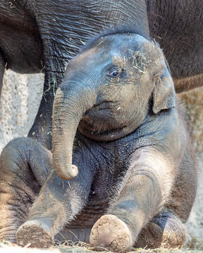  Baby Asian elephant sitting close to an adult, its trunk curled playfully at the St. Louis Zoo in St. Louis, Missouri 