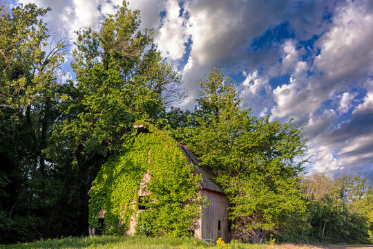 Abandoned old barn partially overgrown with ivy, nestled among tall trees under a dramatic, cloud-filled sky in rural Missouri 