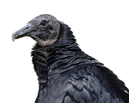 Portrait of a Black Vulture with its distinctive bare, grayish-black head and short, hooked beak isolated on an empty background PNG 
