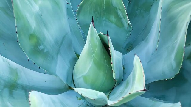 Close up of a blue agave plant with sharp pointed leaves