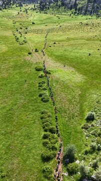 Epic aerial footage of a massive trekking team on a vibrant green mountain ridge