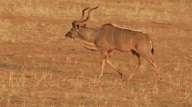 wildlife male of kudu on red desert sand in Namib Solitaire desert of the Namibia Africa.