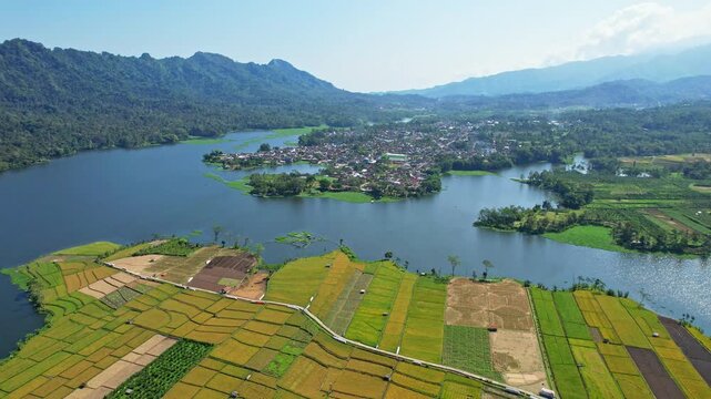 Aerial drone footage of Selorejo dry yellow rice field area with the water reservoir, Ngantang area, Malang recency, Java island, Indonesia, with the village, and mountains behind