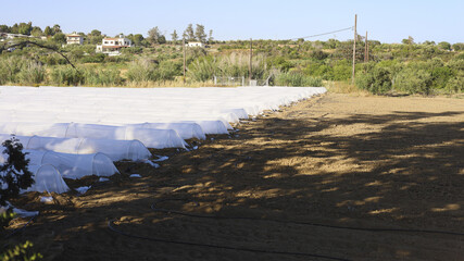Low Tunnel Covered Rows On Rural Farm. White agricultural fleece covering young plants on a farm field, protective fabric for crops, seedlings and seasonal farming. © M.IVA
