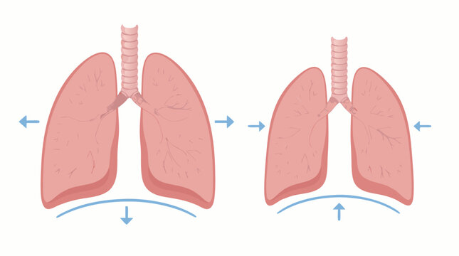 Detailed anatomical human lungs respiratory system flat vector illustration showing bronchus and alveoli for medical education and healthcare concepts isolated on a clean light background.