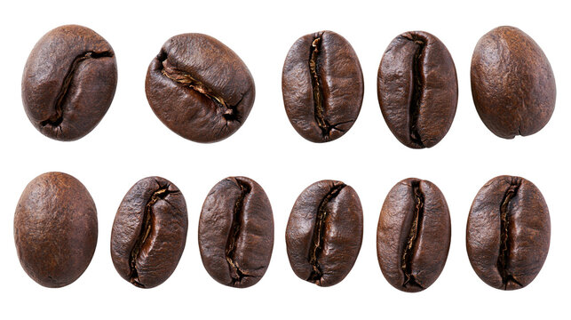 Dark Roasted Coffee Beans Arranged in Rows