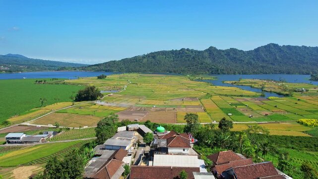Aerial drone footage of Selorejo dry yellow rice field area with the water reservoir, Ngantang area, Malang recency, Java island, Indonesia, with a small village in the front, and mountain behind