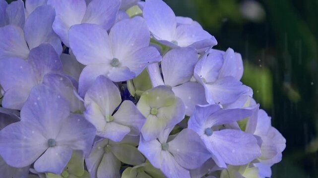 梅雨の窓の外の薄紫色の紫陽花のクローズアップ 4K 雨エフェクトあり