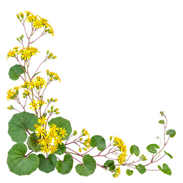 Vibrant yellow leopard plant flowers and lush green leaves creating an elegant botanical corner frame composition.