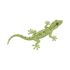Fototapeta premium Lizard Gecko 