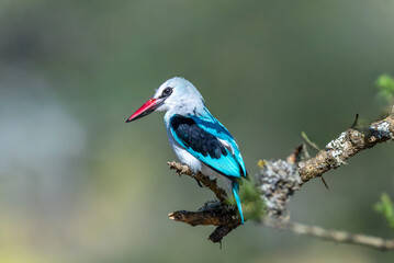 Fototapeta premium woodland kingfisher