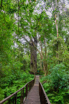 800 year old Woodville Big Tree, Outeniqua forest, South Africa