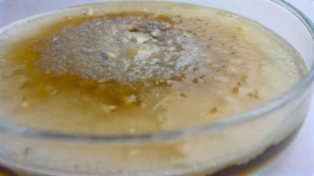 Bacterial colony shrinking macro view treatment, petri dish culture and damaged growth pattern for antimicrobial testing, drug efficacy, contamination control, microbiology research, lab diagnostics