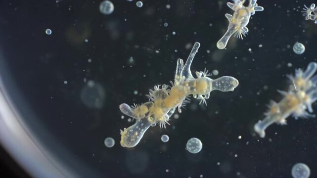 Microorganisms drifting macro lab view sterile fluid, suspended particles and small larvae for contamination testing, microbiology research, water quality, pathogen screening, and bioscience education