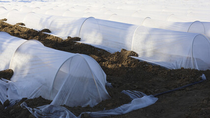 White agricultural fleece covering young plants on a farm field, protective fabric for crops, seedlings and seasonal farming. Season Extension Row Covers Over Vegetable Beds © M.IVA