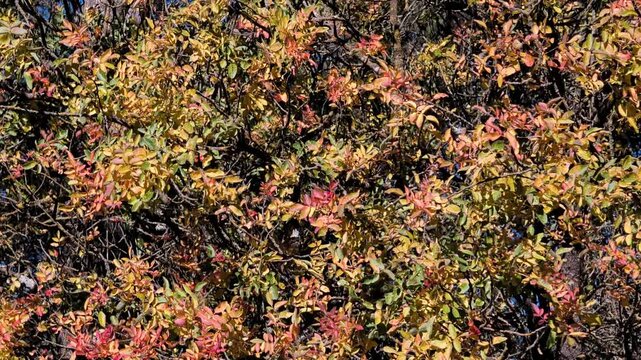 Red and yellow leafes of a tree