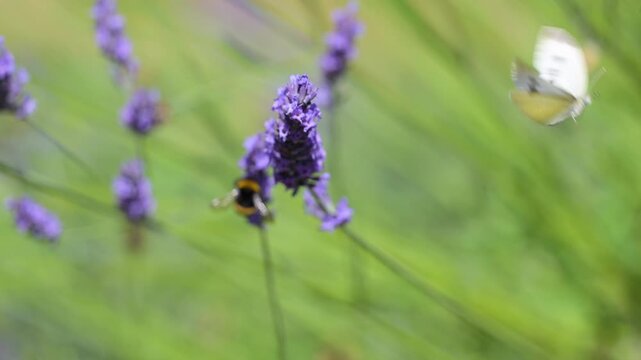 Large White Butterfly feeding the nectar of Lavender and flying away as a bumblebee arrives in summer in a domestic garden and flying away. Pieris brassicae, Lavandula, r&eacute;gion Centre, France, Europe