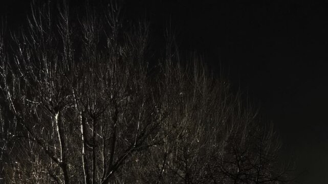 Some illuminated big tree at night