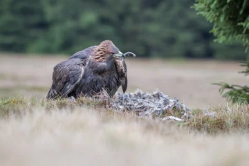 The image shows a golden eagle ( Aquila chrysaetos ) captured feeding on the ground. © vaclav
