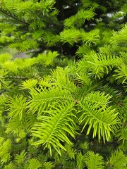 Fresh green needles glow in soft daylight © Visual Content