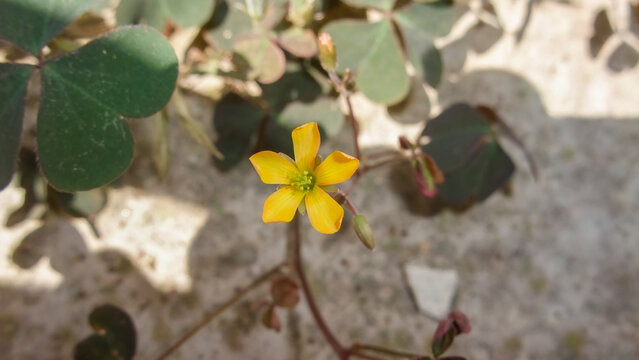 Small Yellow Oxalis Flower